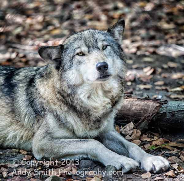 Female Timber Wolf